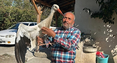 Tavuklarla Birlikte Yaşayan Leylek, Balıkla Besleniyor