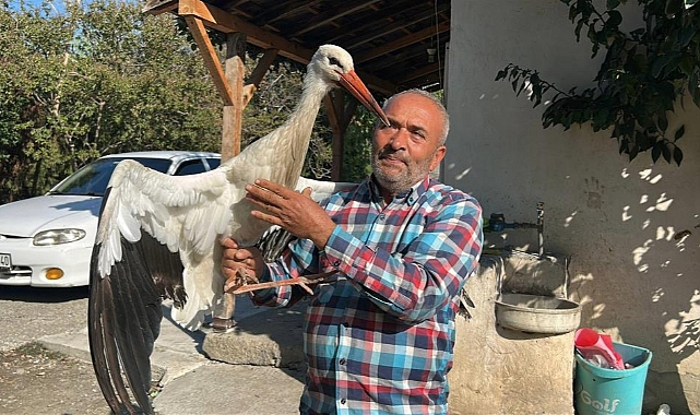 Tavuklarla Birlikte Yaşayan Leylek, Balıkla Besleniyor