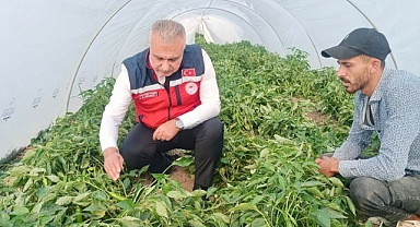 Türkmen’den Samandağ Biberi Üreticilerine Ziyaret