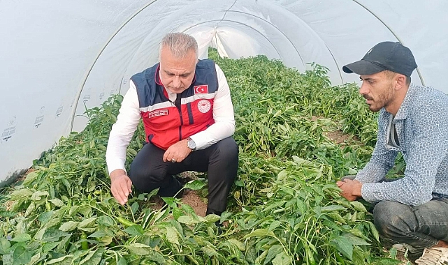 Türkmen’den Samandağ Biberi Üreticilerine Ziyaret