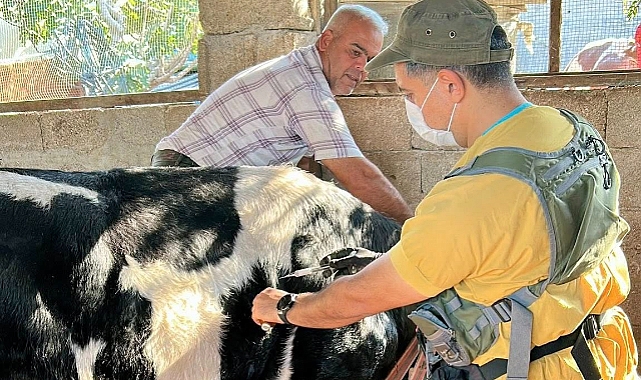 Veteriner Ekipleri Sahada Aralıksız Çalışıyor