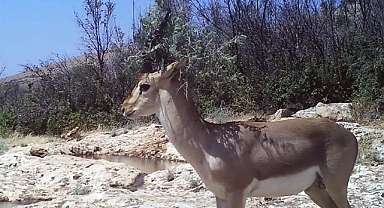 Yaban Hayatı Fotokapanlarla Gün Yüzüne Çıkıyor