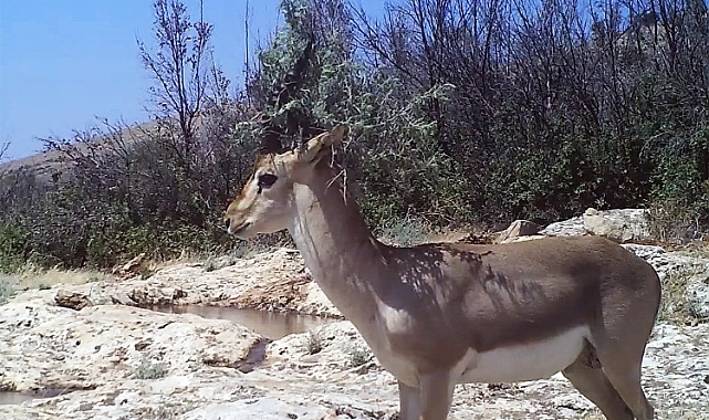 Yaban Hayatı Fotokapanlarla Gün Yüzüne Çıkıyor