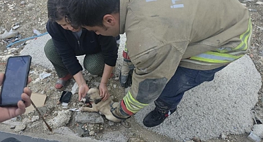Yavru Köpeği İtfaiye Kurtardı