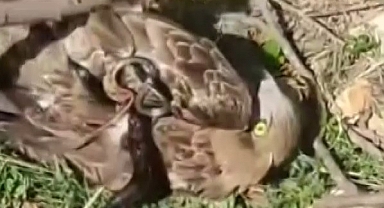 Yılanın Boğazladığı Kartalı Kurtardı