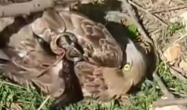 Yılanın Boğazladığı Kartalı Kurtardı