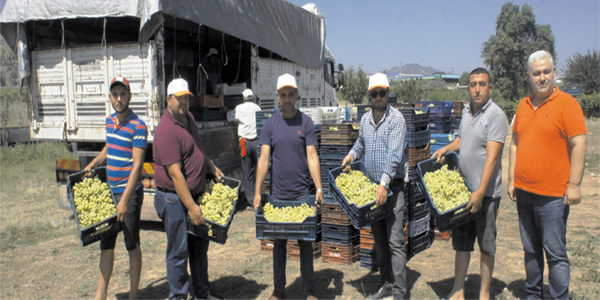 Superior seedless üzümünün ihracat yolculuğu başlıyor!
