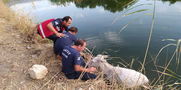 Sulama kanalına düşen eşeği itfaiye kurtardı