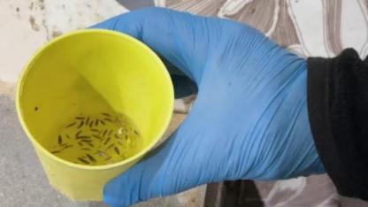 Fırın Denetiminde Mide Bulandıran Görüntüler