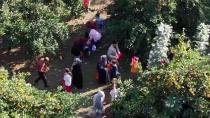 Narenciye Festivalinde Bedava Narenciye