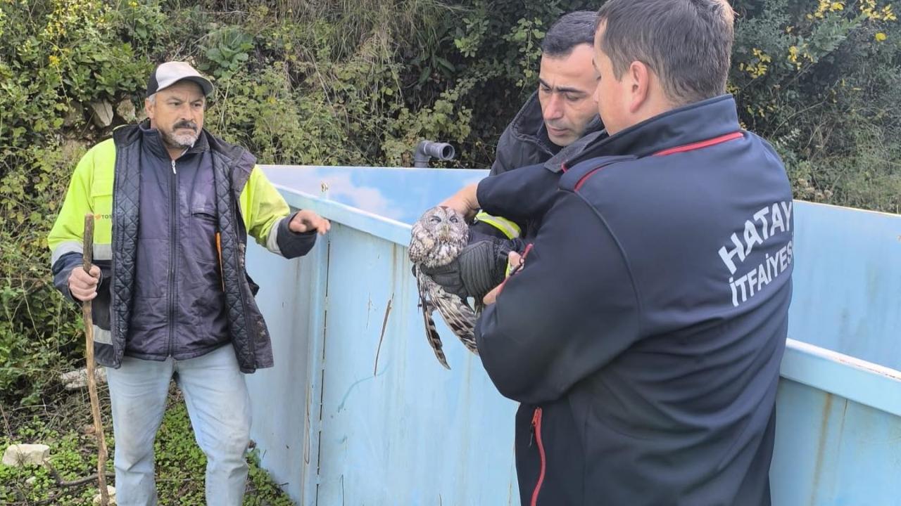 Arıtma Tesisine Düşen Baykuş İtfaiye Tarafından Kurtarıldı