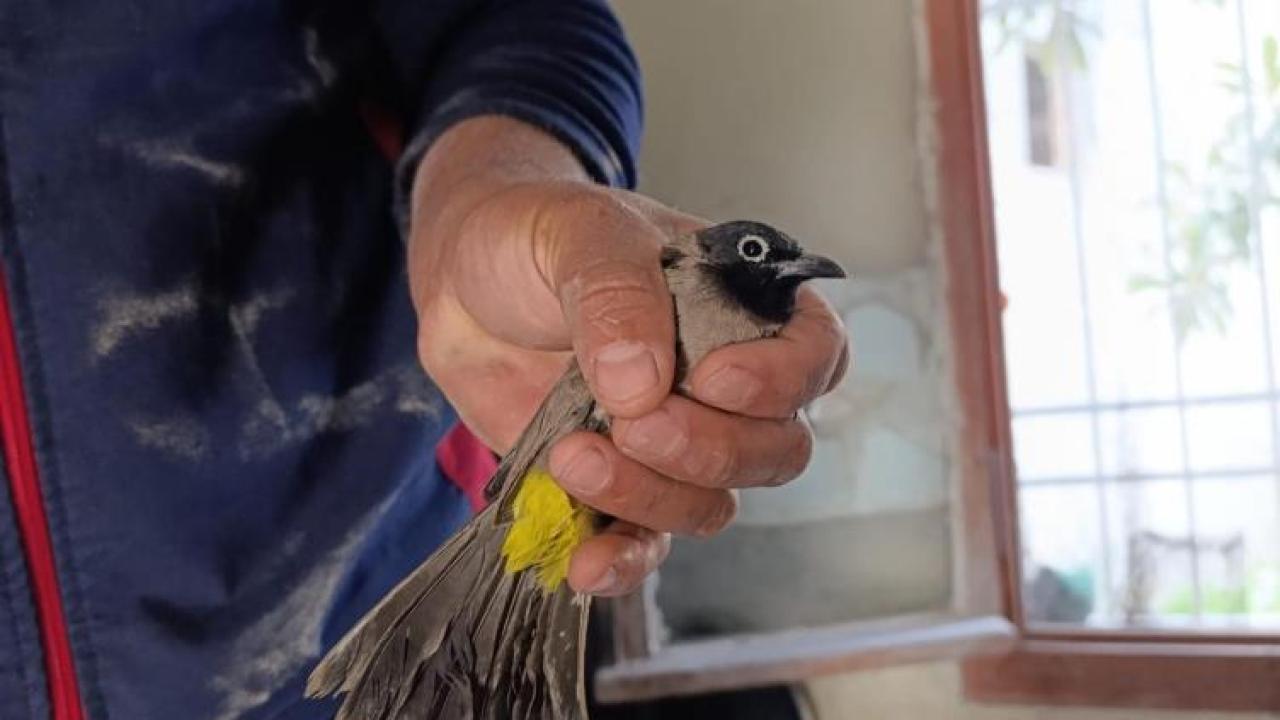 Bacaya Sıkışan Kuşu İtfaiye Kurtardı