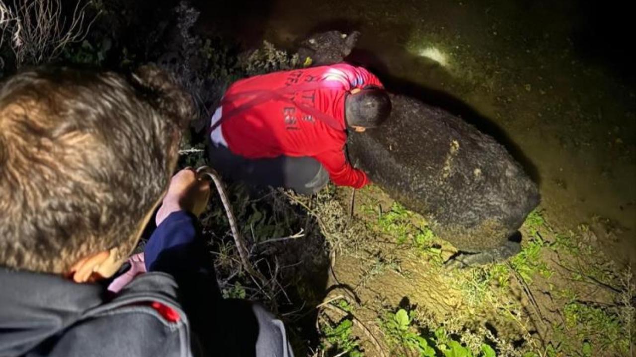 Buzağı, Su Kanalına Düştü