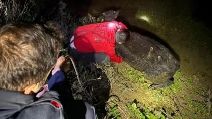 Buzağı, Su Kanalına Düştü