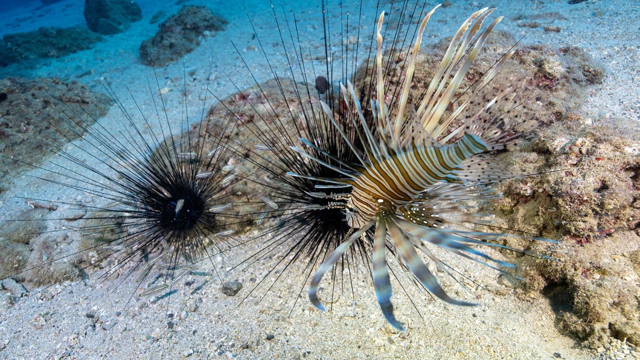 Dalgıçlar Canlıların Renkli Dünyasını Görüntüledi
