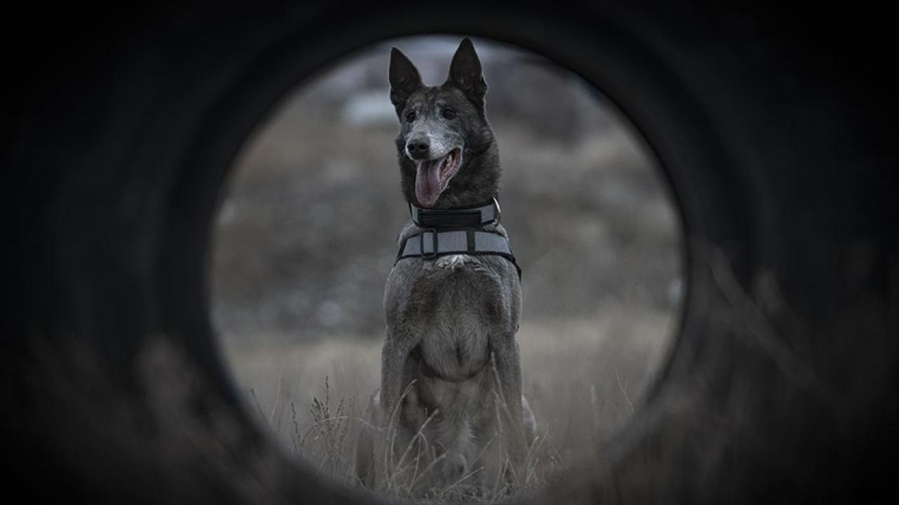 DEDEKTÖR KÖPEKLER DEPREMDE GÖREVDE