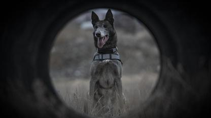 DEDEKTÖR KÖPEKLER DEPREMDE GÖREVDE