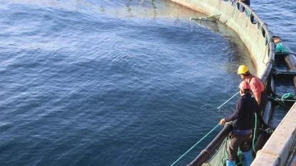 Denizde kafes balıkçılığında ilk hasat ihracat için yapıldı