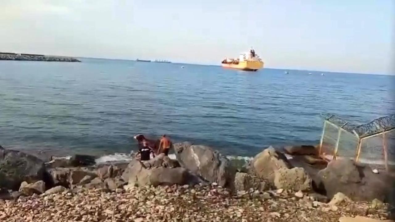 Denize Düşen Angus Yüzerek Karaya Ulaştı