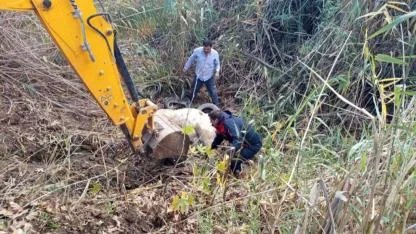 Dereye Düşen İnek Kurtarıldı