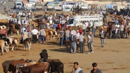 Dörtyol Hayvan Pazarı Yeniden Açılıyor