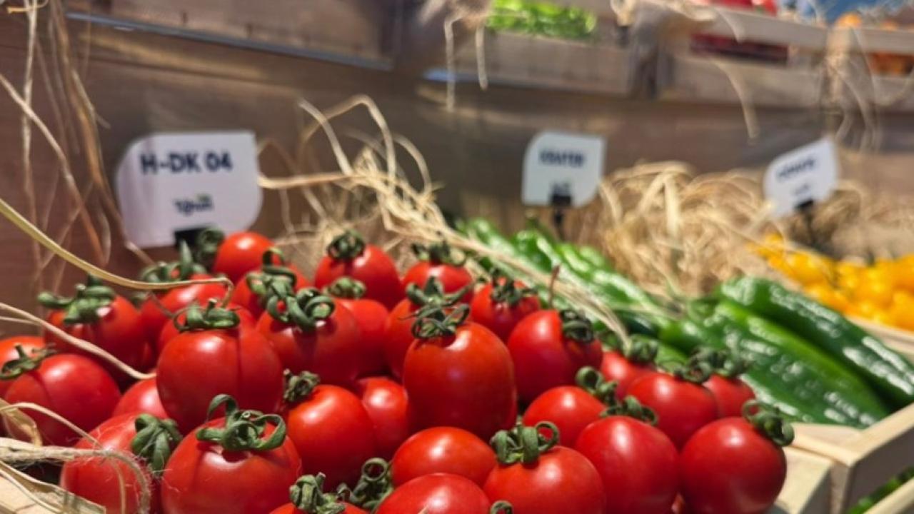 En çok domates, salatalık ve biber tohumu gönderiliyor