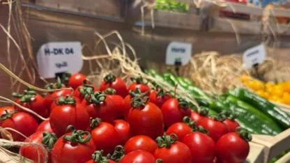En çok domates, salatalık ve biber tohumu gönderiliyor