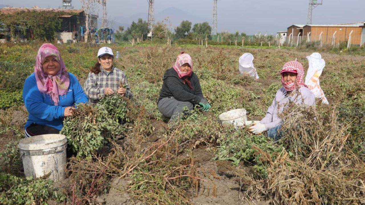 Hatay’da Yer Fıstığında Hasat Başladı