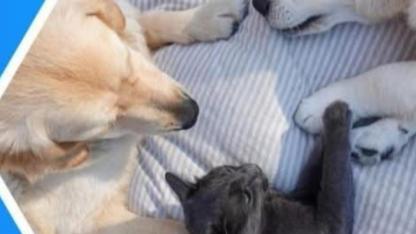 Kedi ve Köpekler İçin Yasal Süre 31 Aralık’ta Sona Eriyor