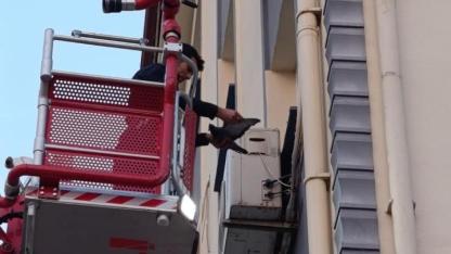 Klima Motoruna Kuş Dolaştı