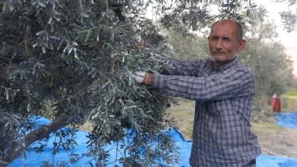 Kuraklık Yağ Verimini Olumsuz Etkiledi