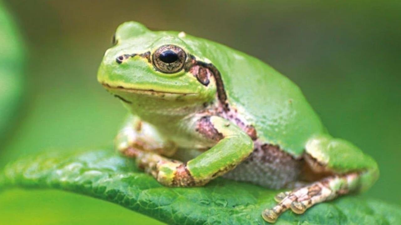 Kurbağa Bakterisi Kansere Umut Oldu! İşte Mucize...