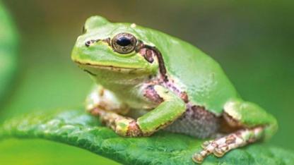 Kurbağa Bakterisi Kansere Umut Oldu! İşte Mucize...