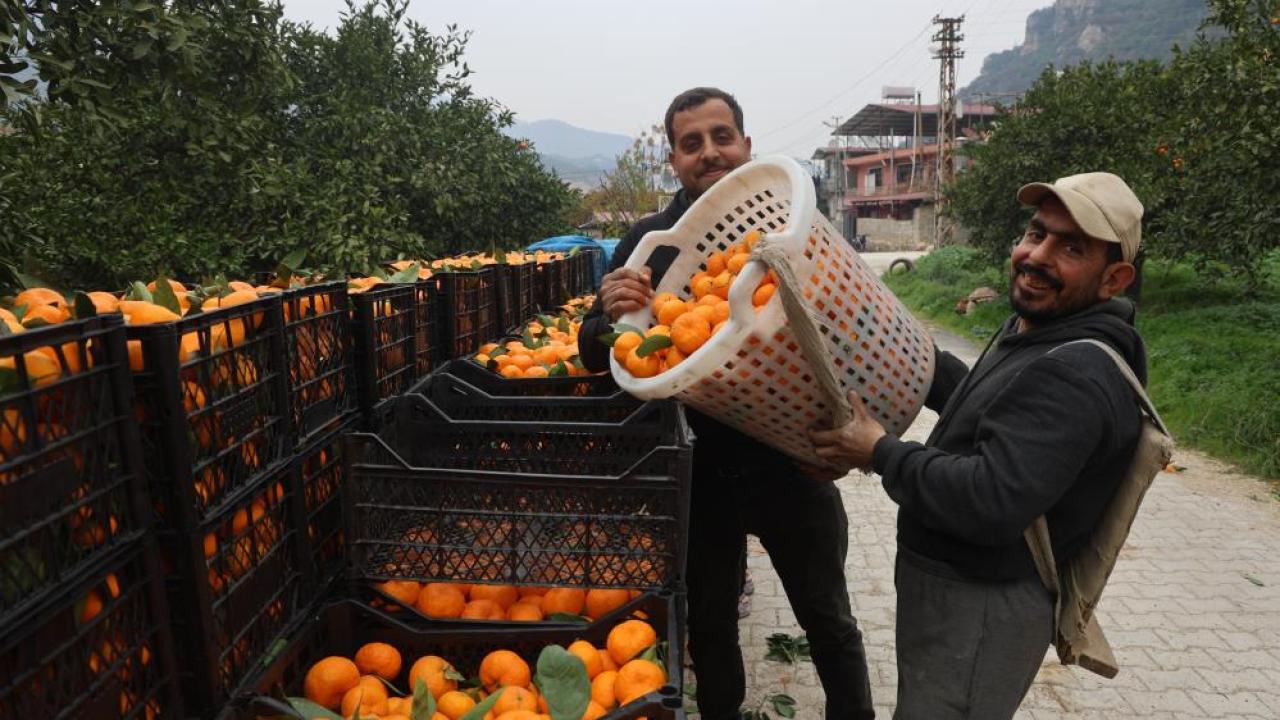 Mandalina, Tarlada 2 TL, Markette 35 TL