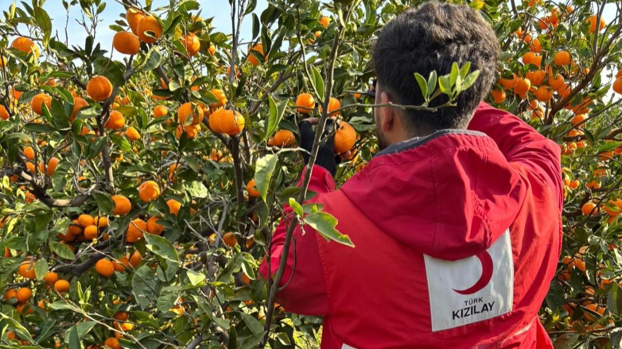 Mandalinalar İhtiyaç Sahiplerine Umut Oldu