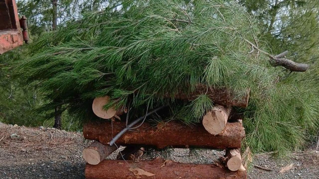 Mesire Alanı’nda Ağaç Kesim Tartışmasına Açıklık Getirildi