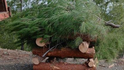 Mesire Alanı’nda Ağaç Kesim Tartışmasına Açıklık Getirildi