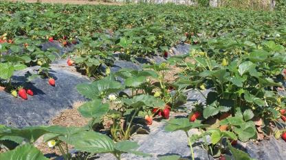 ORGANİK TARIM ÜRETİMİ ARTTI