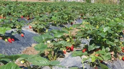 ORGANİK TARIM ÜRETİMİ ARTTI