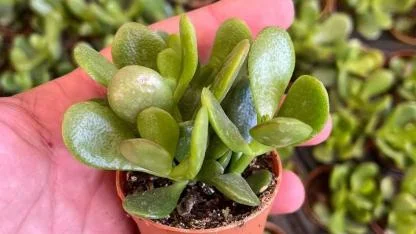 Para ağacını buraya koyanların evi bereketleniyor