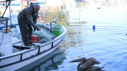 Pelikan Balıkçı Barınağının Müdavimi Oldu
