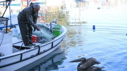 Pelikan Balıkçı Barınağının Müdavimi Oldu