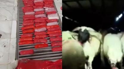 Akıl Almaz Olay! Uyuşturucuyu Koyunların Karnına Gizlemişler