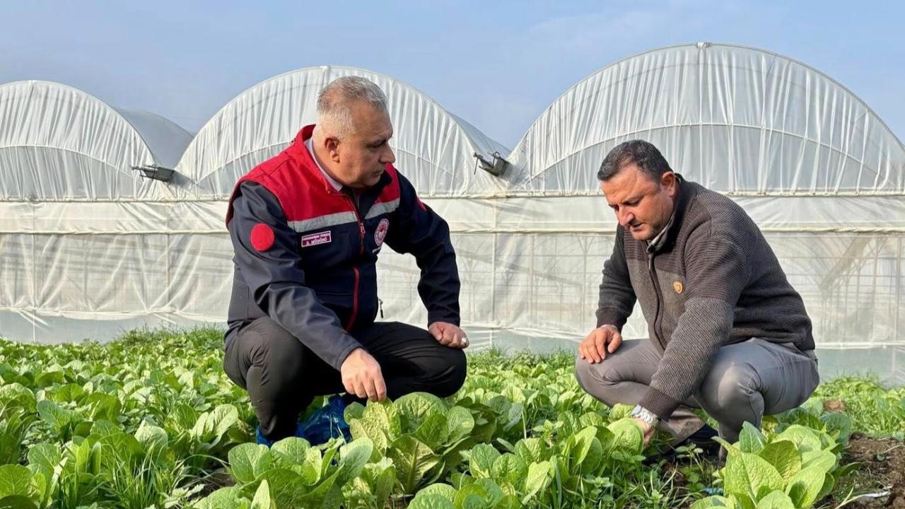 Sera Naylonu Hibesi Meyvelerini Vermeye Başladı
