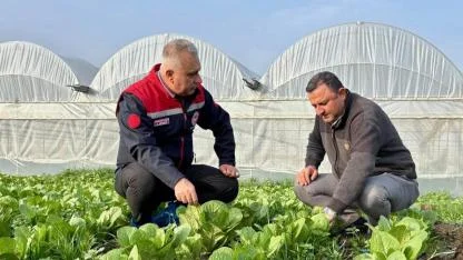Sera Naylonu Hibesi Meyvelerini Vermeye Başladı
