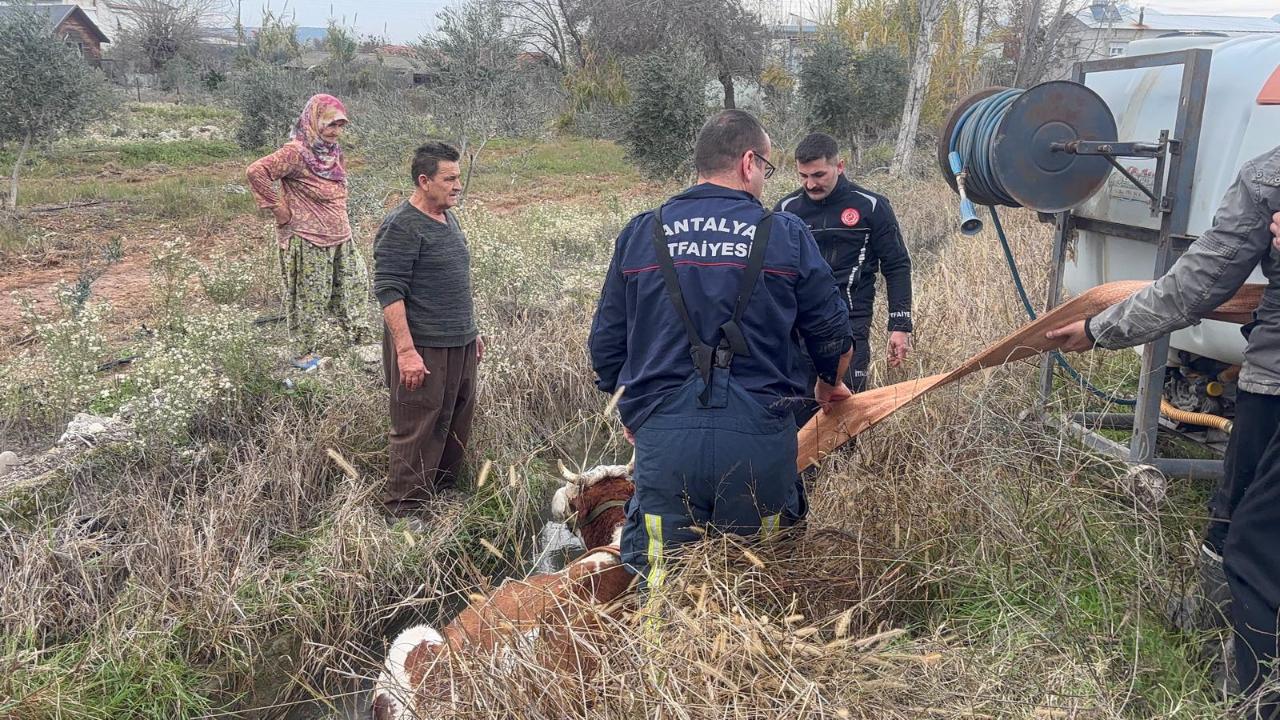 Su kanalına düşen ineği itfaiye kurtardı