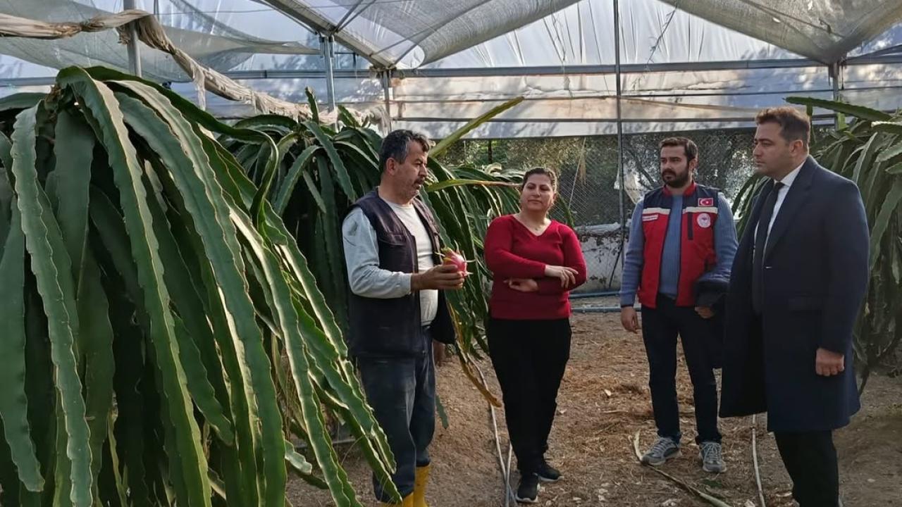 Tarım Müdürü, Ejder Meyvesi Serasını Gezdi