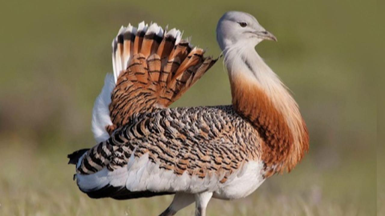 Toy Kuşları Tehlikede