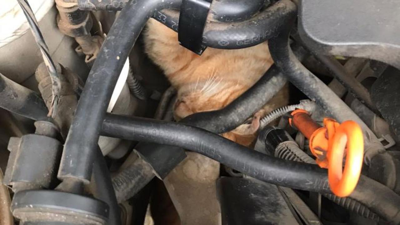 Üşüyen Kedi, Otomobilin Motoruna Girdi