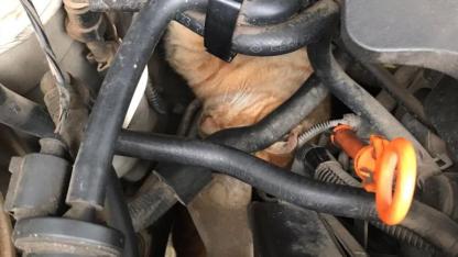 Üşüyen Kedi, Otomobilin Motoruna Girdi